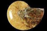 Polished, Agatized Ammonite (Cleoniceras) - Madagascar #119018-1